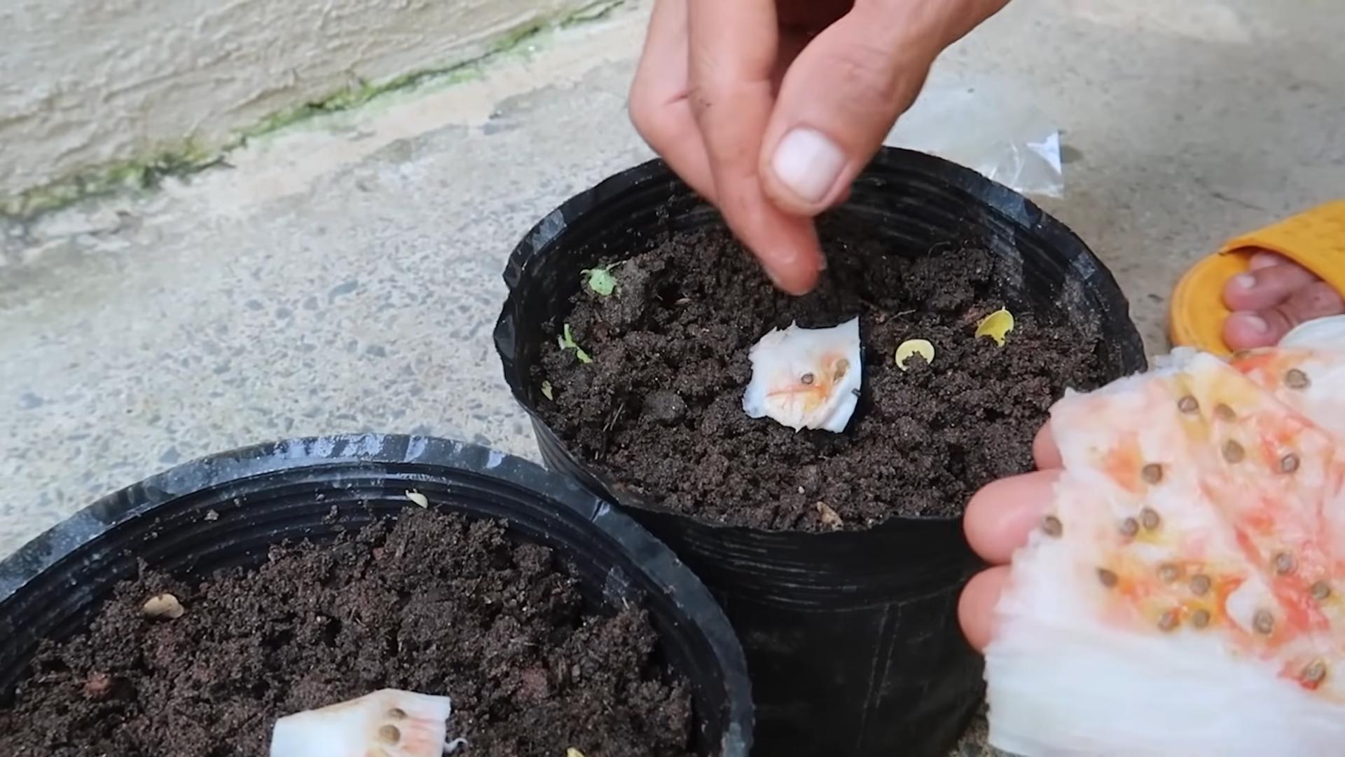 Growing Tomatoes at Home
