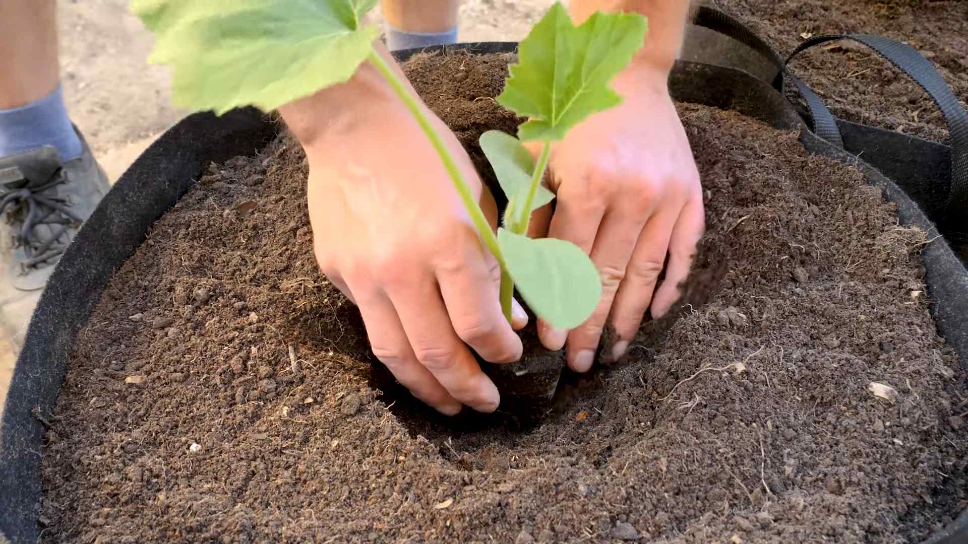 Container Squash Gardening