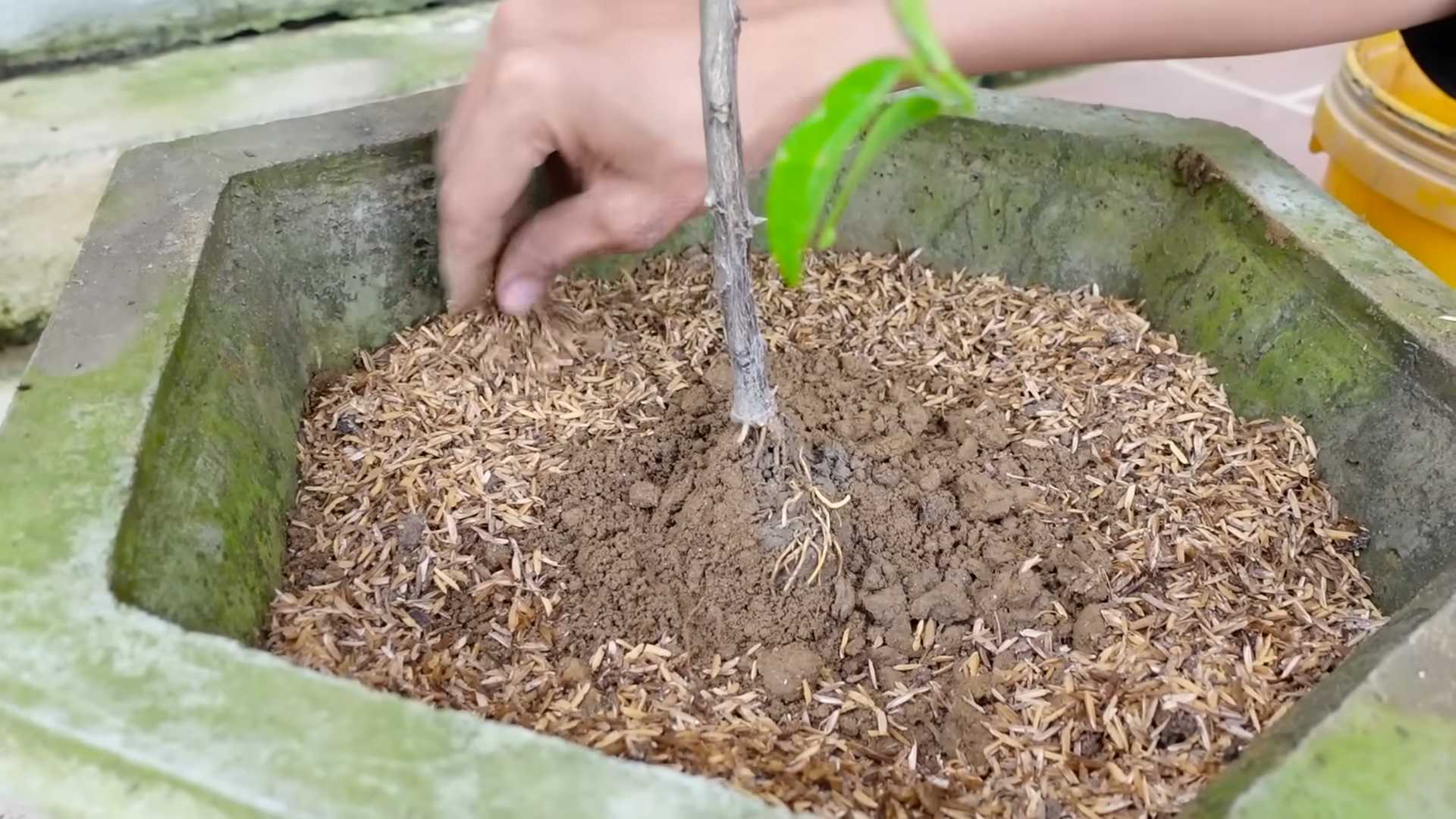 Grow Kalamansi in Containers