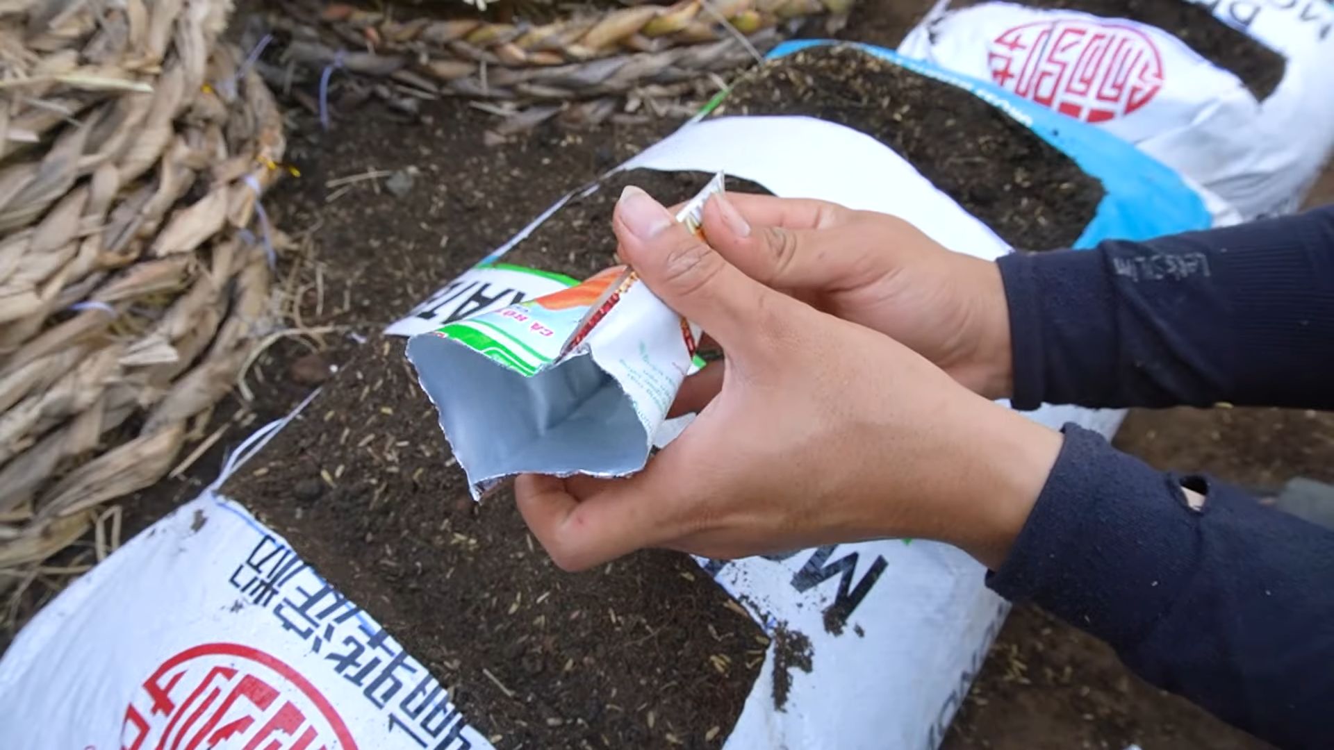 Bag Gardening Carrots