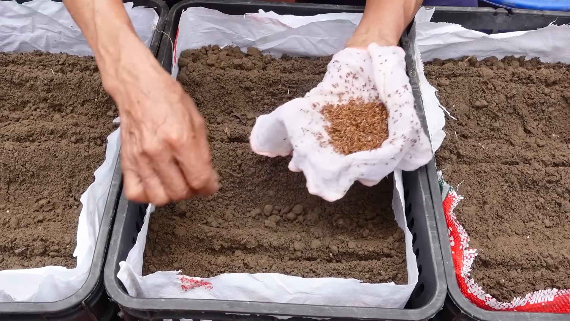 Carrot Planting Home Garden