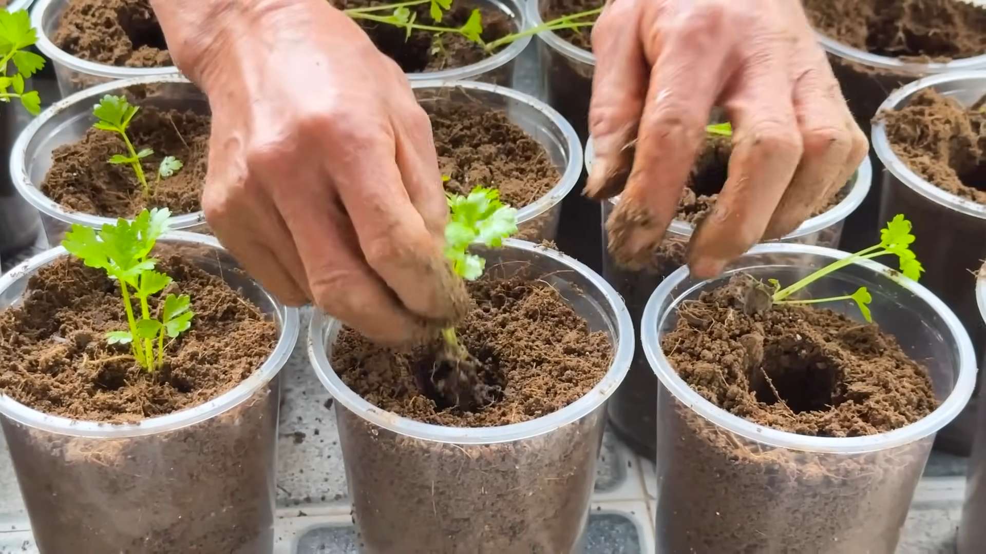 Growing Rainbow Chard