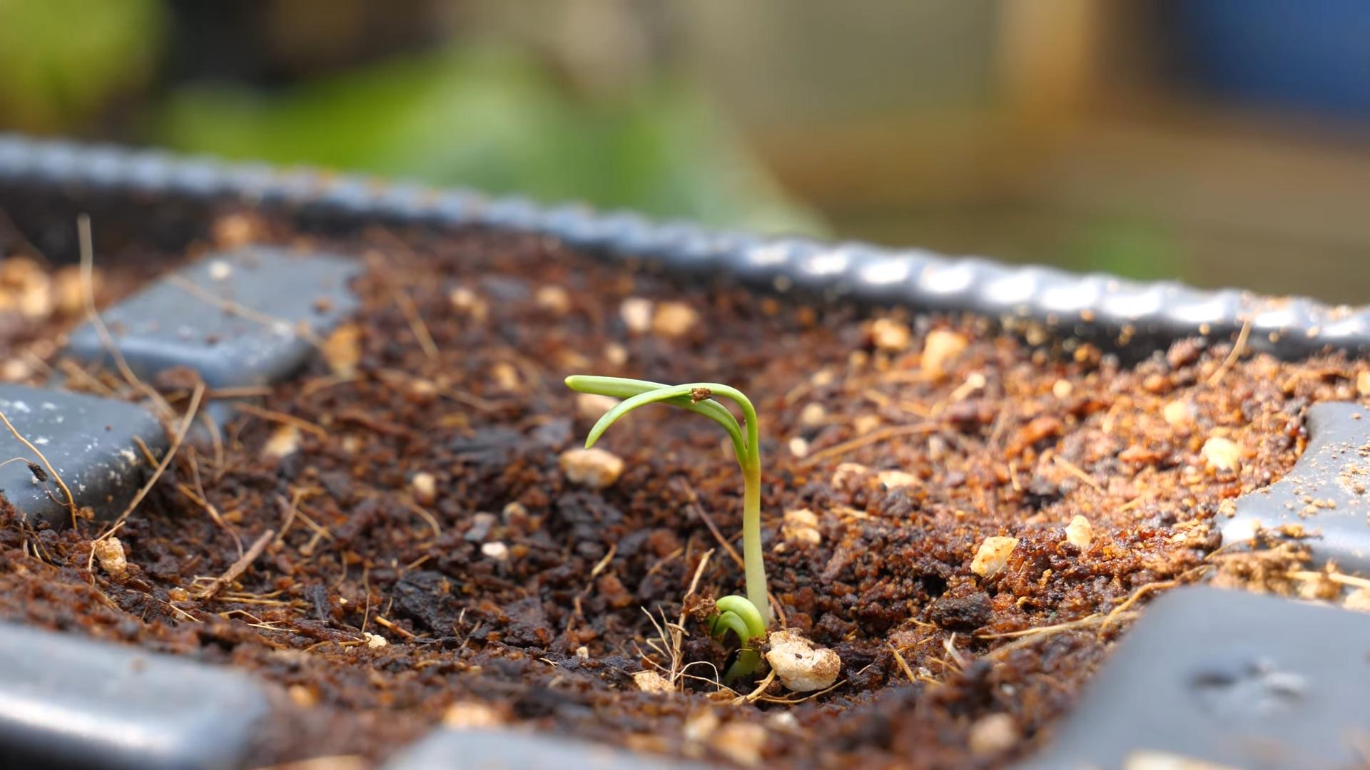 Pot Gardening Spinach