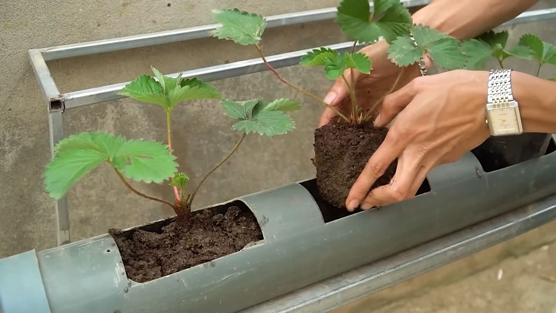 Water saving strawberry growing