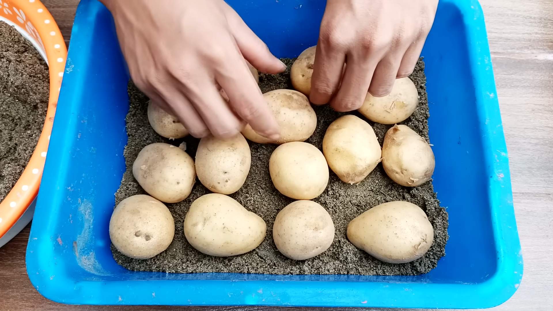 Growing potatoes in containers