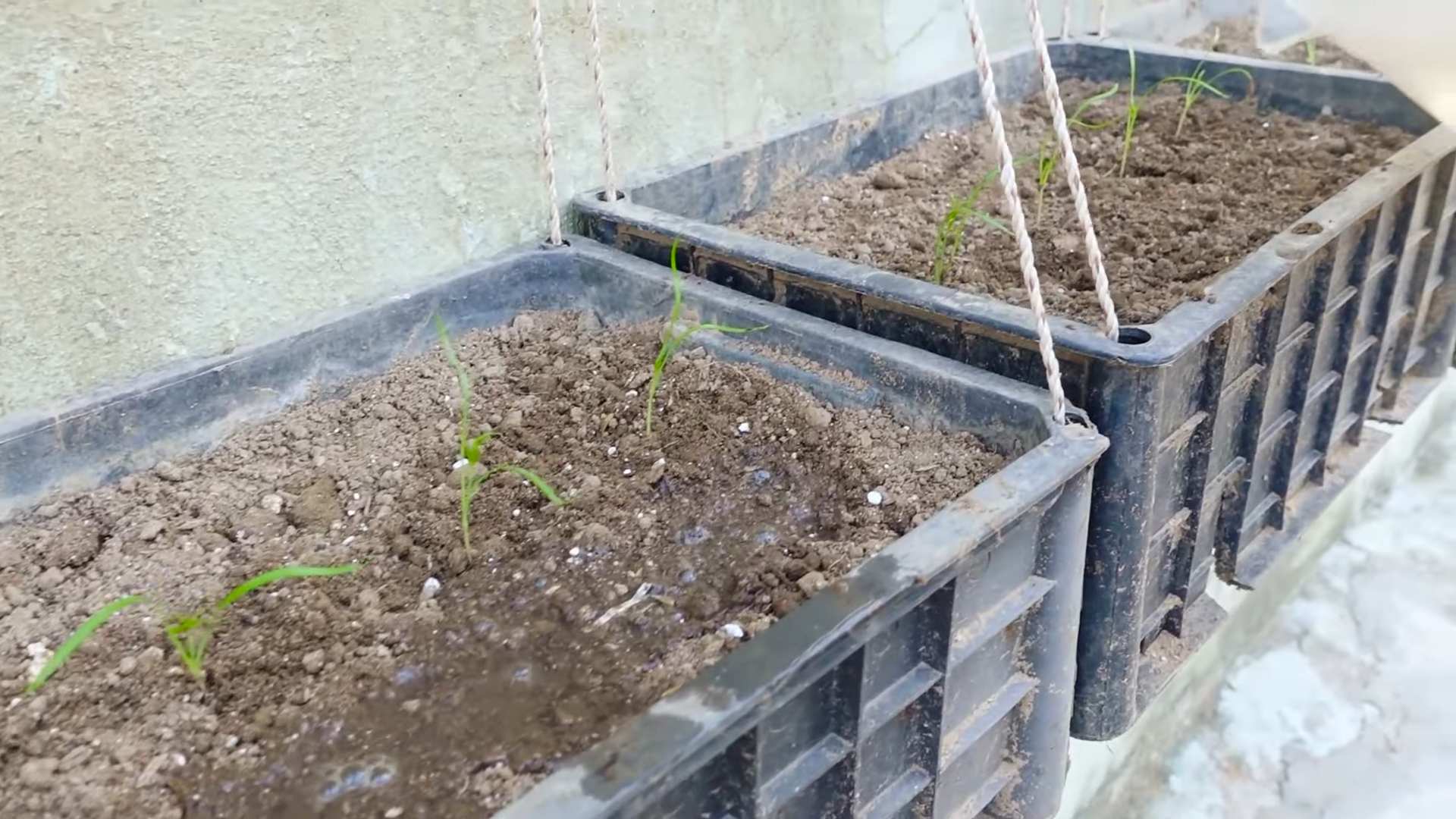 Grow Dill at Home