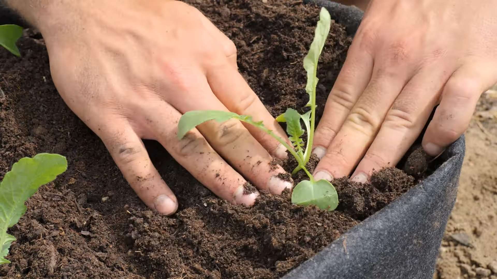 Grow Radishes at Home