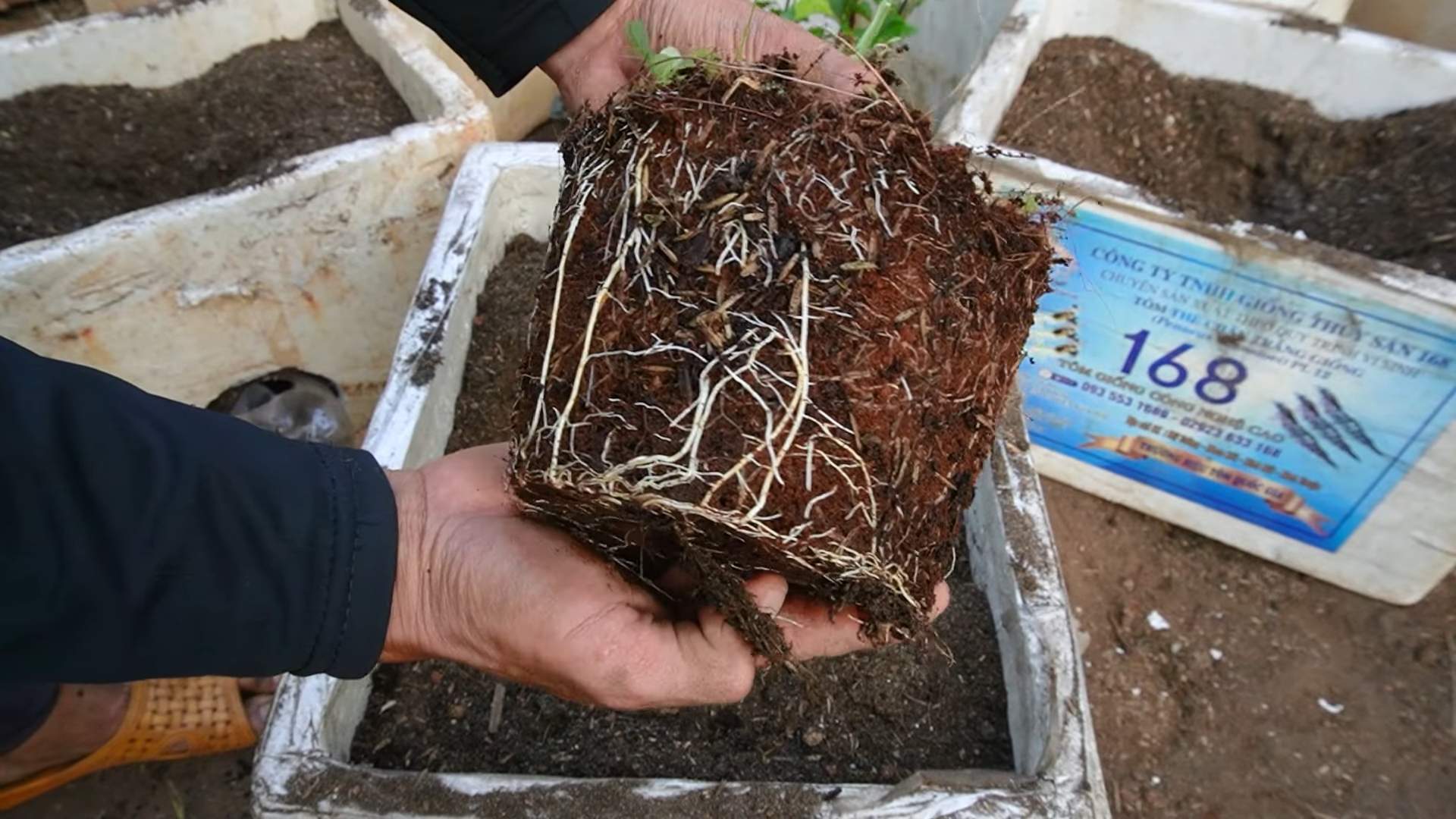 Bag Gardening Carrots
