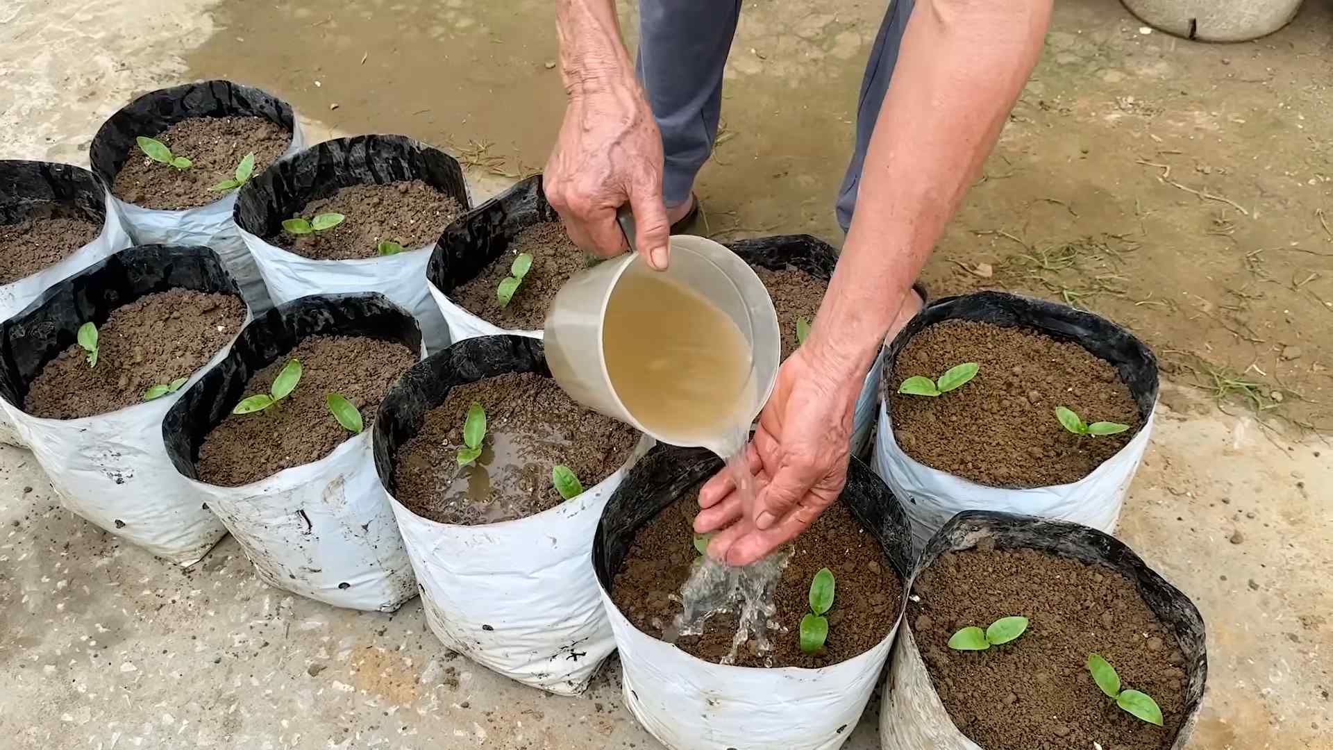 Grow Yardlong Beans DIY