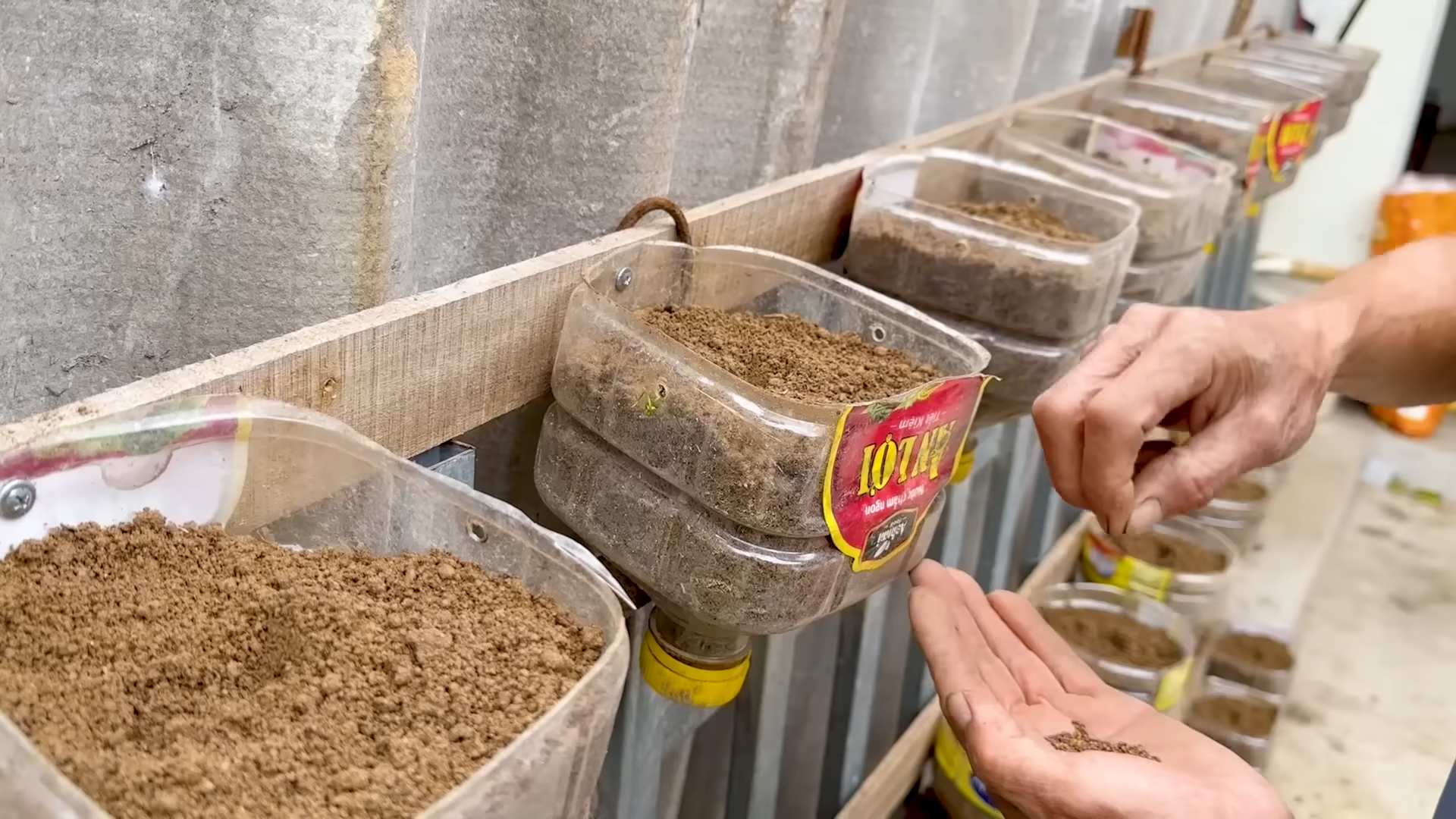 Growing Kale in Bottles
