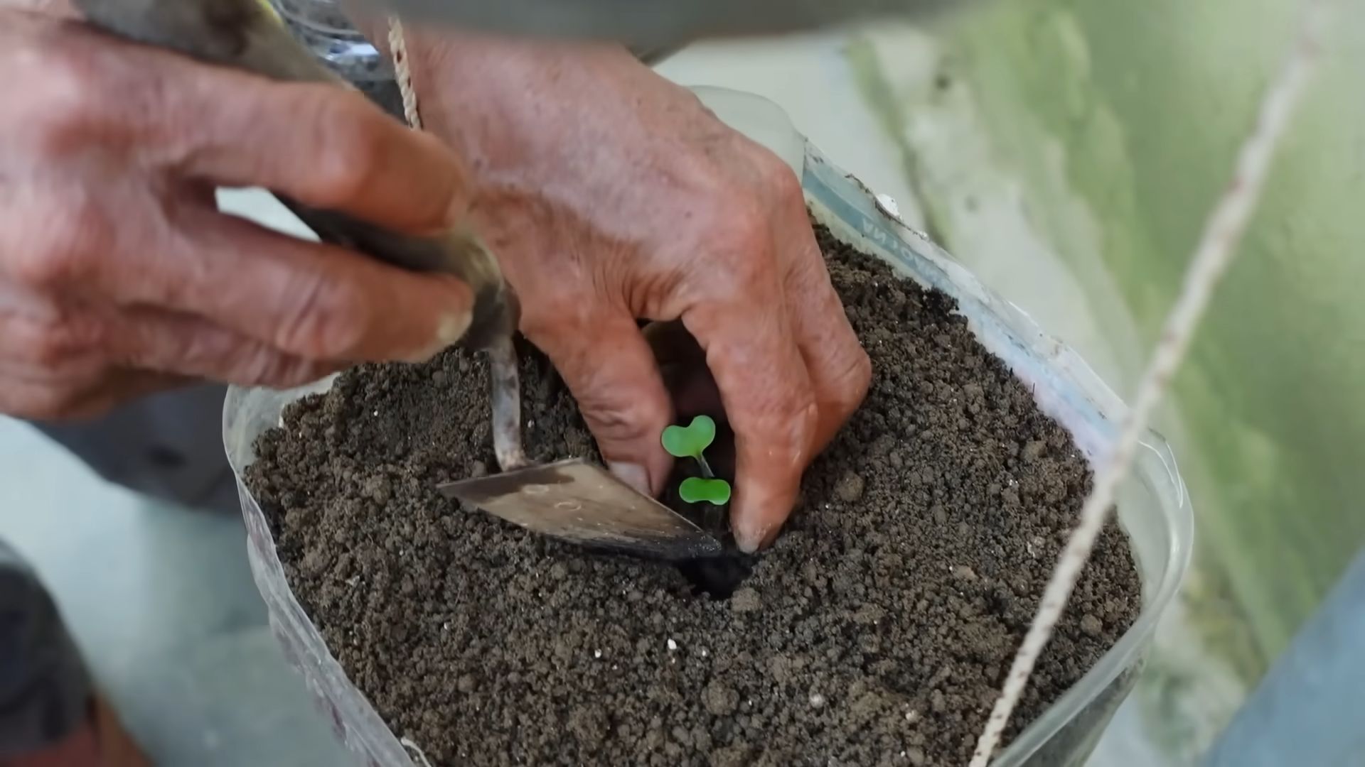 Hanging container cabbage gardening