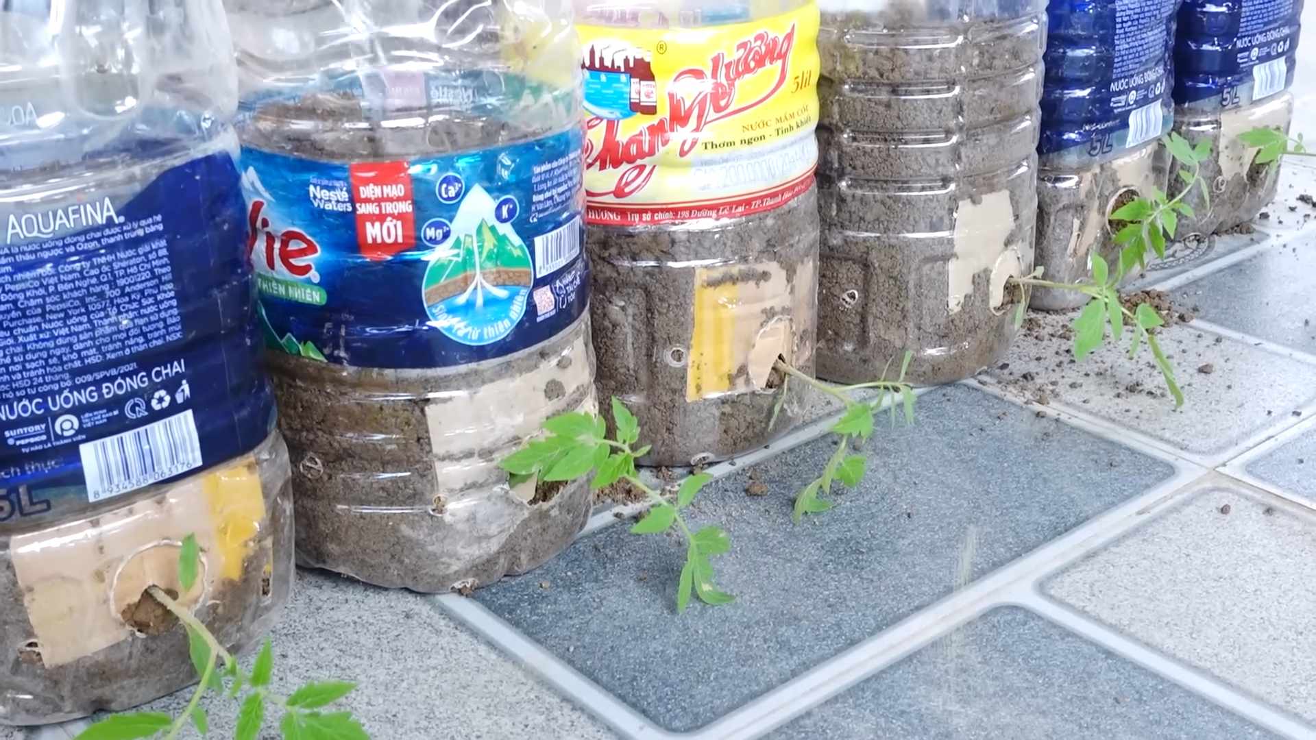 Growing Tomatoes for More Fruit