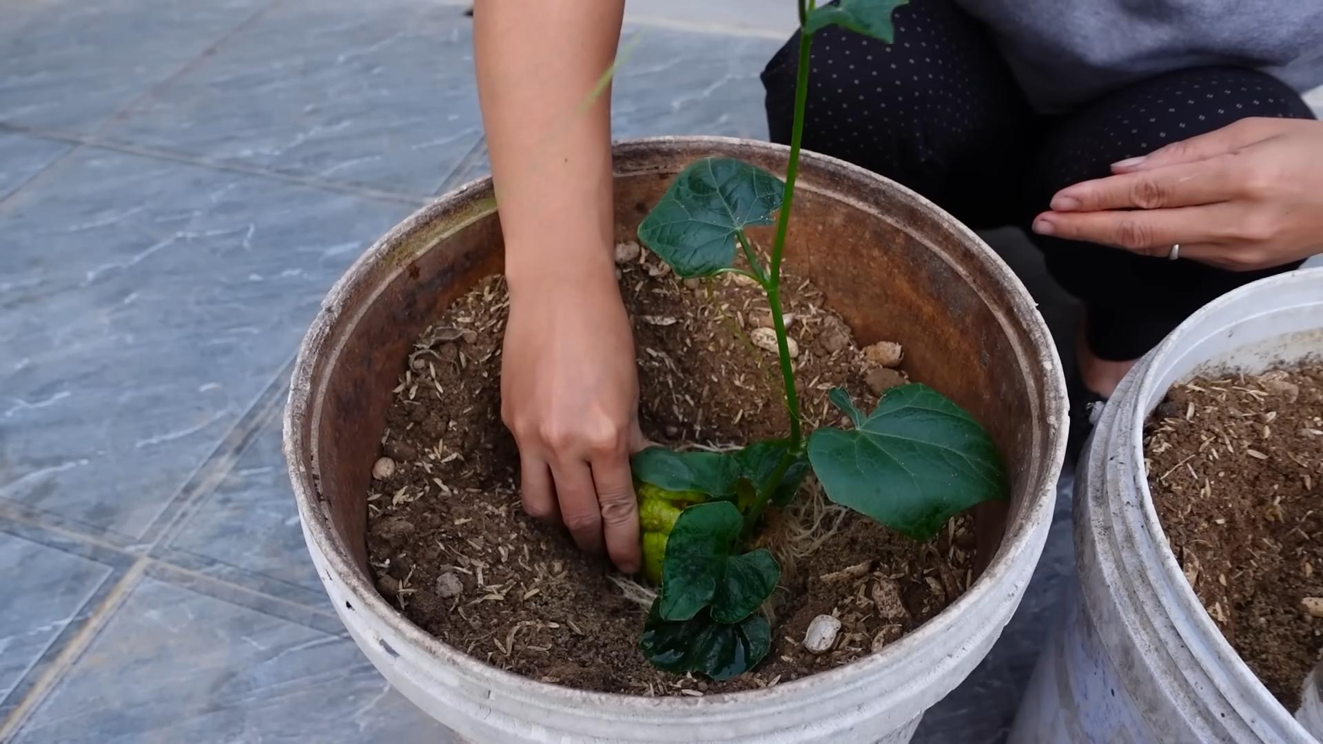 Chayote Bucket Gardening Beginners