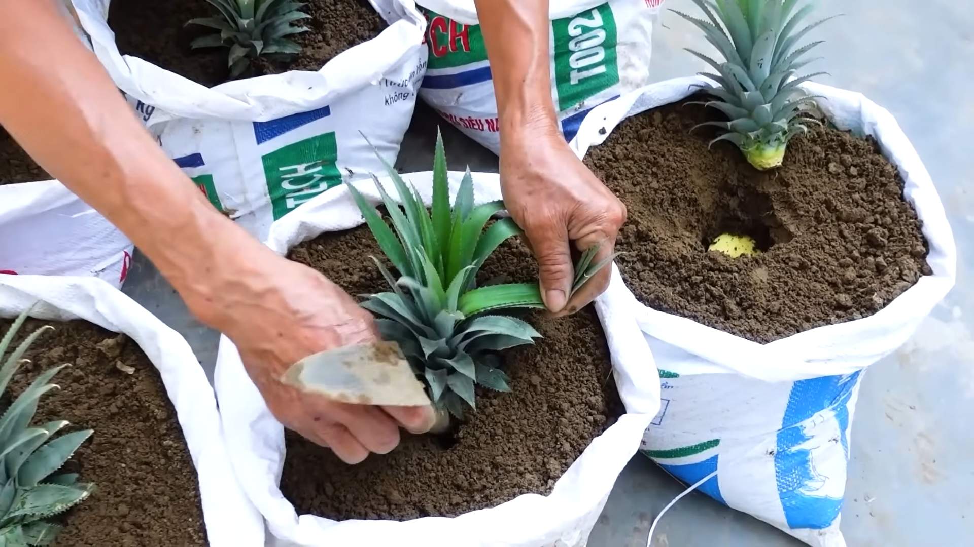 Vegetable Tower DIY