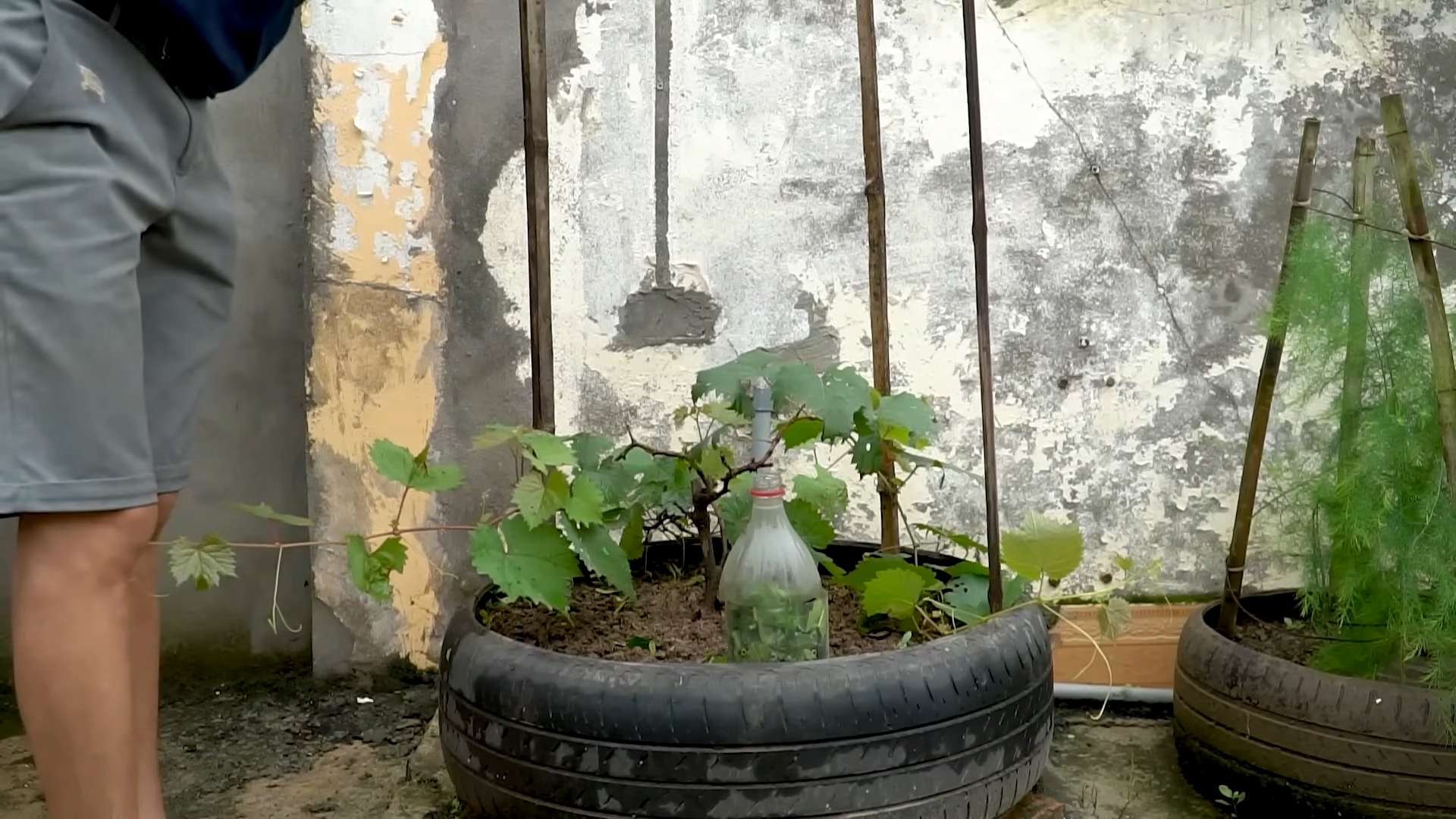 Tire planters for grapes