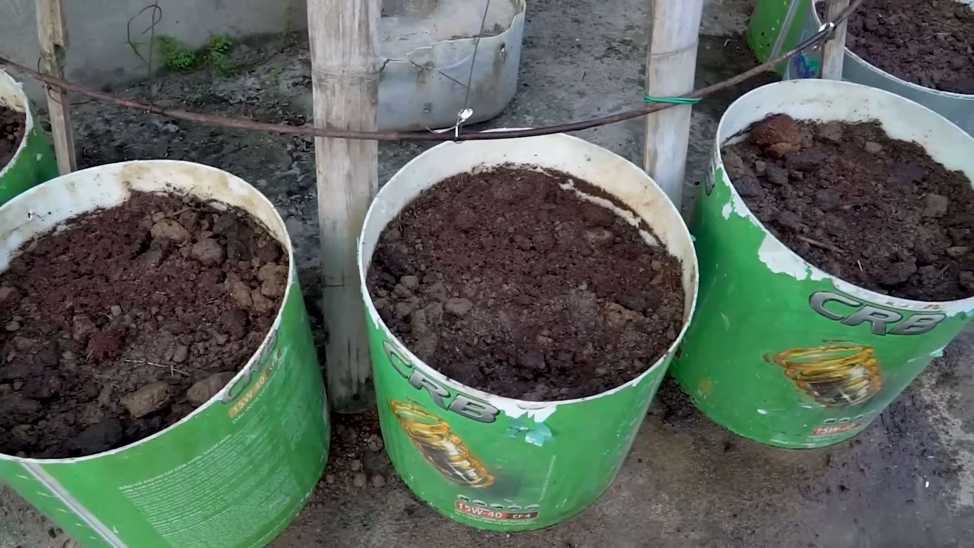 Indoor Bean Growing