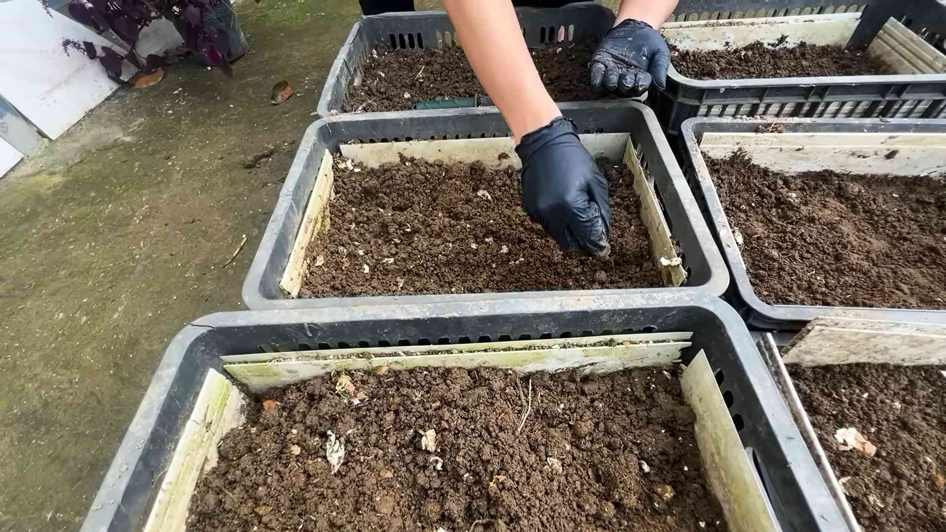 Growing Carrots in Containers