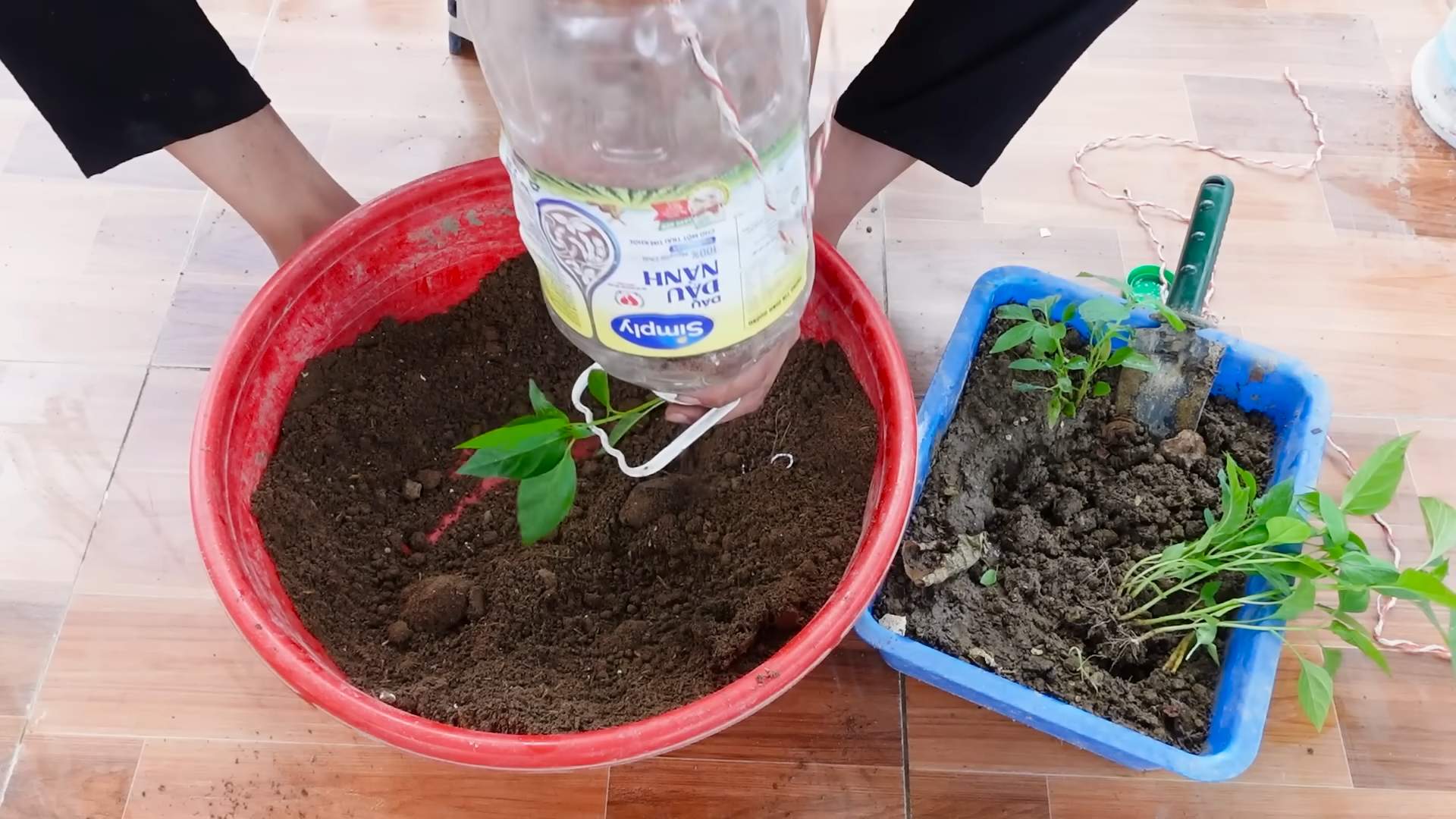 Growing Chili in Bottles