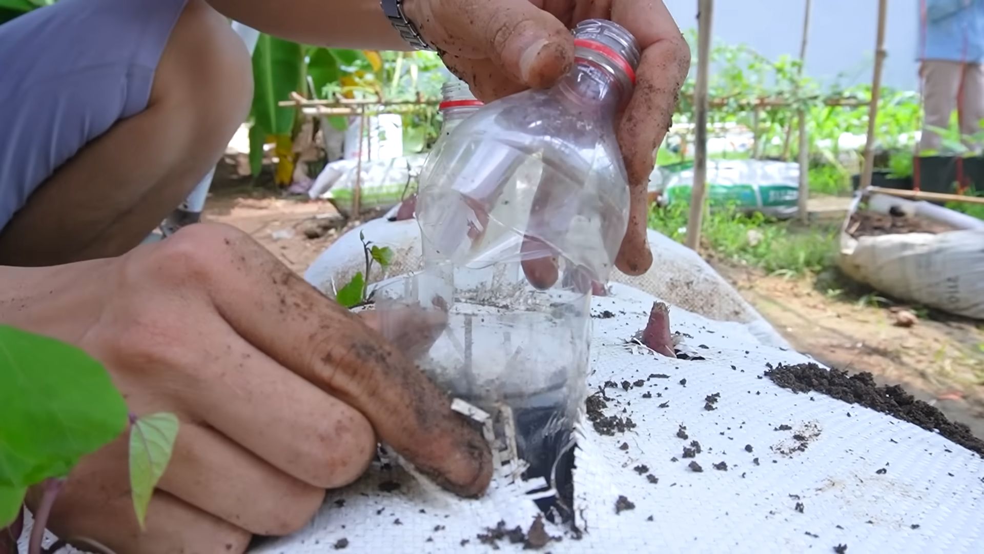 Sweet Potatoes in Soil Bags