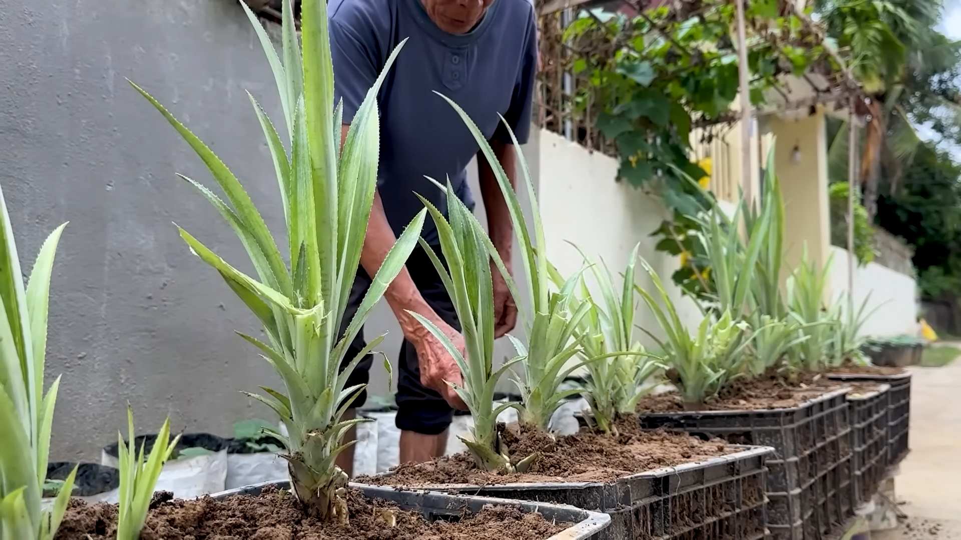 Home Pineapple Farming