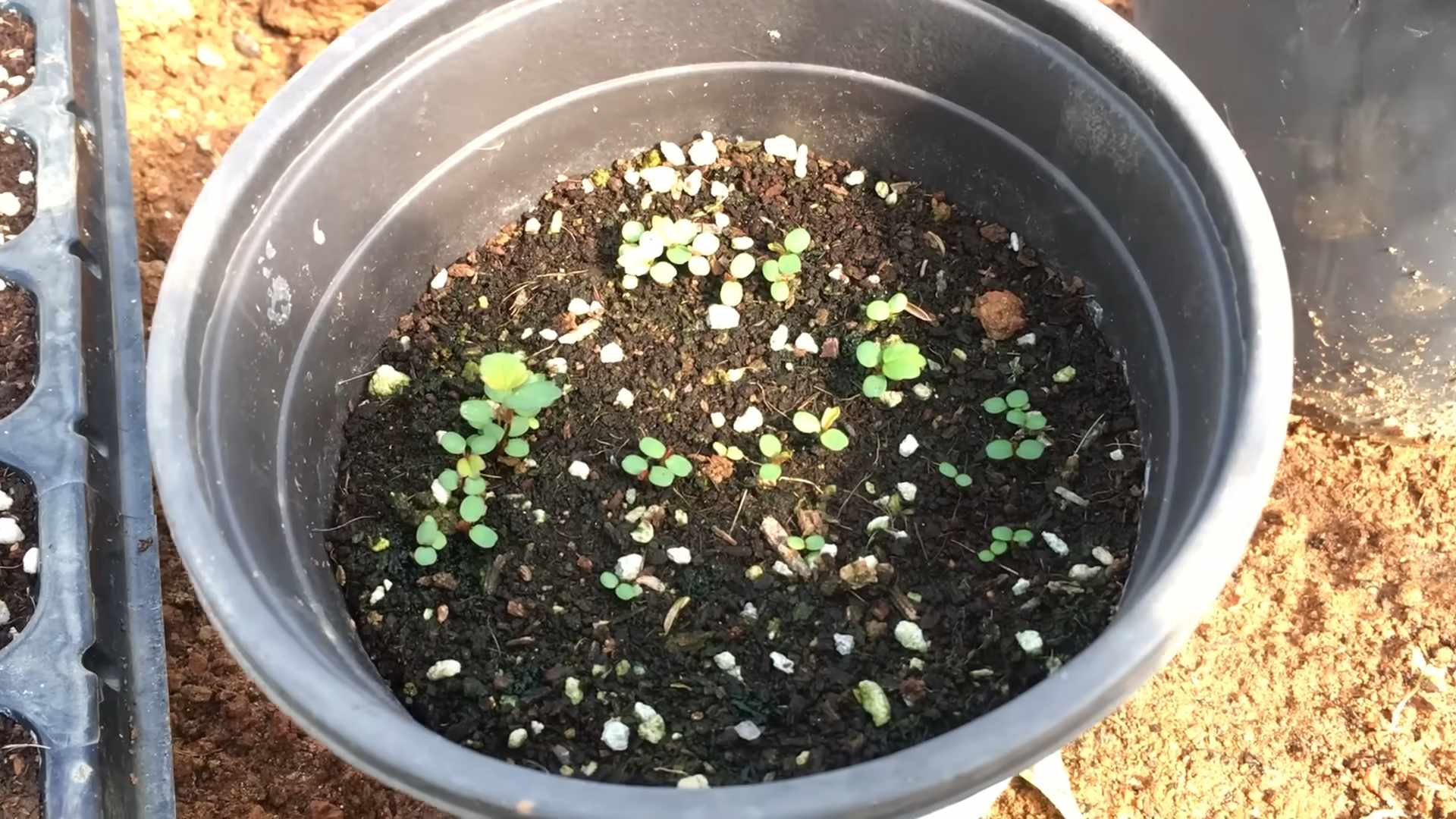Grow Strawberries from Seeds
