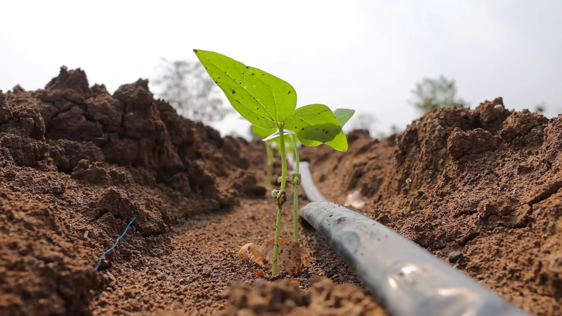 Grow string beans