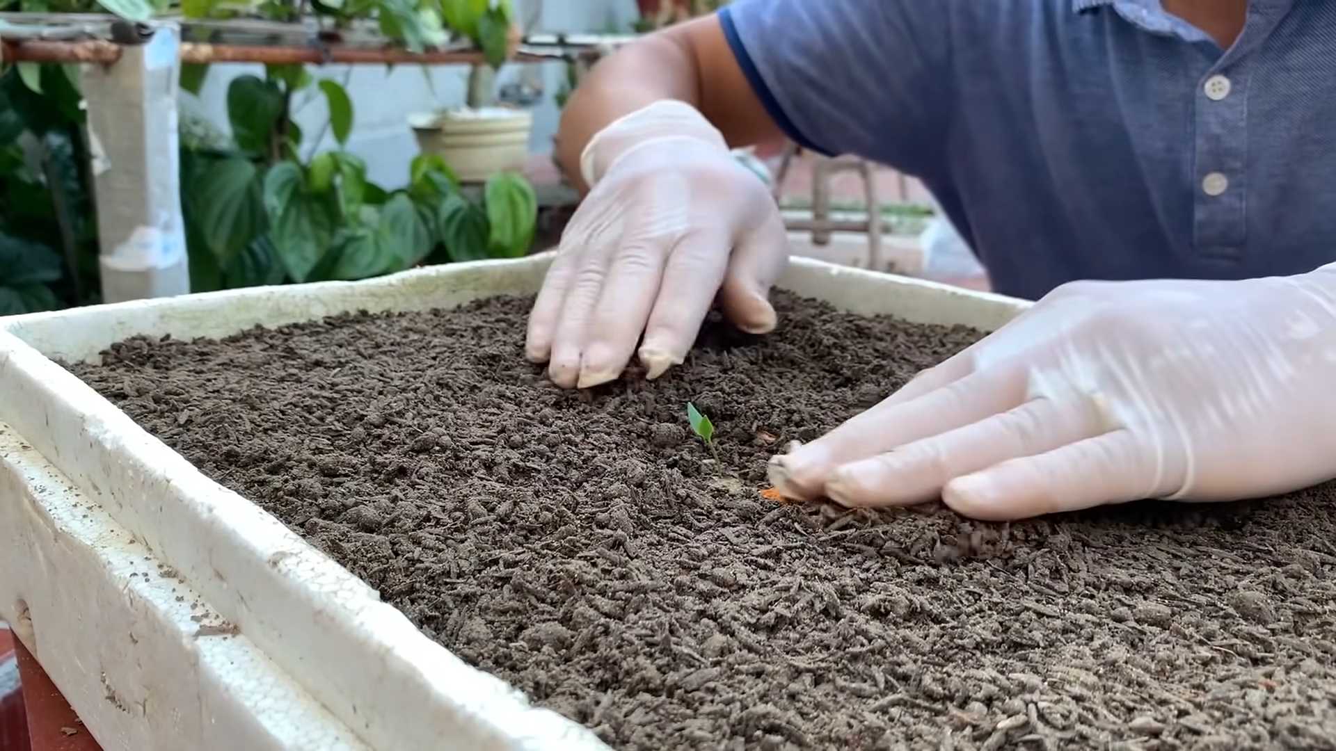Planting Chili Peppers at Home