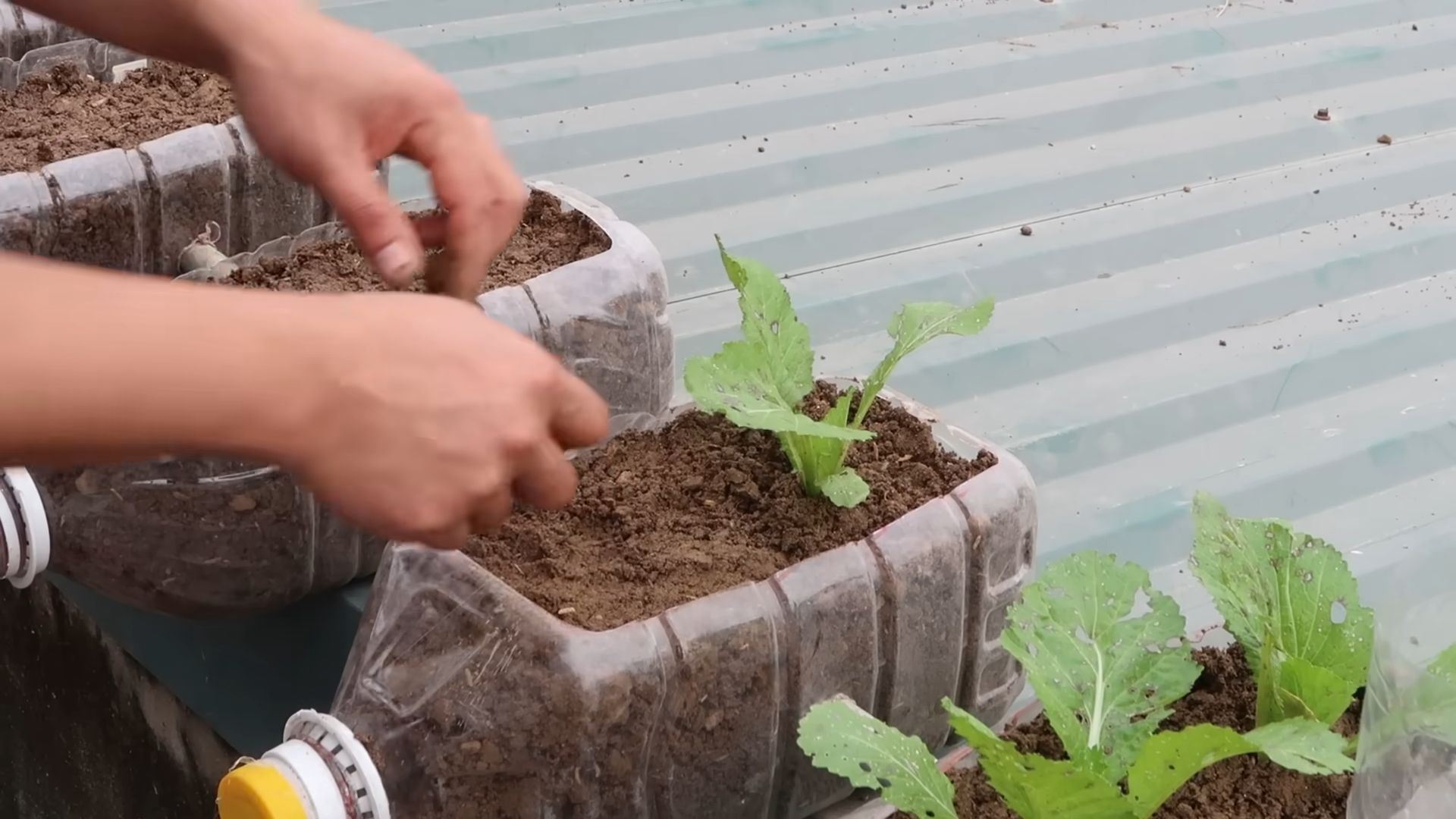Growing vegetables at home