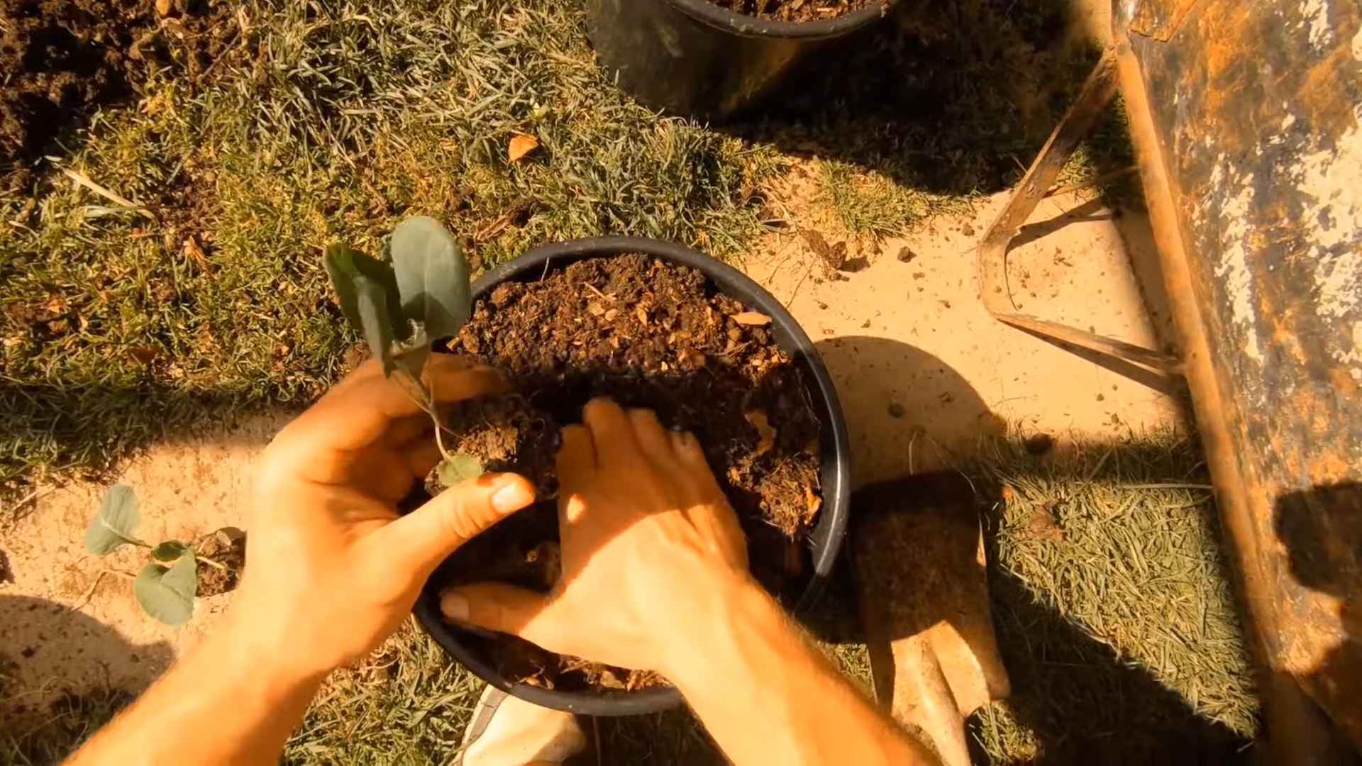 Compact Brussels Sprout Growing