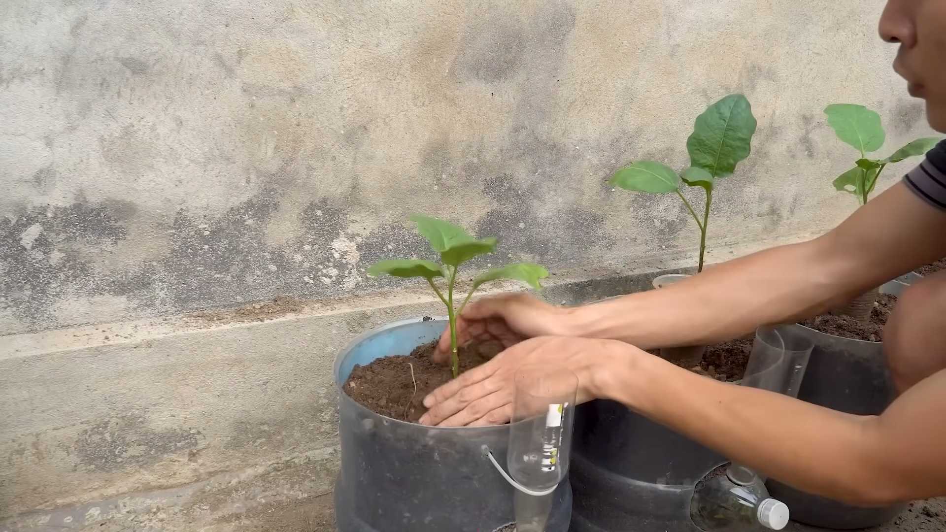 Grow Eggplants Quick Harvest