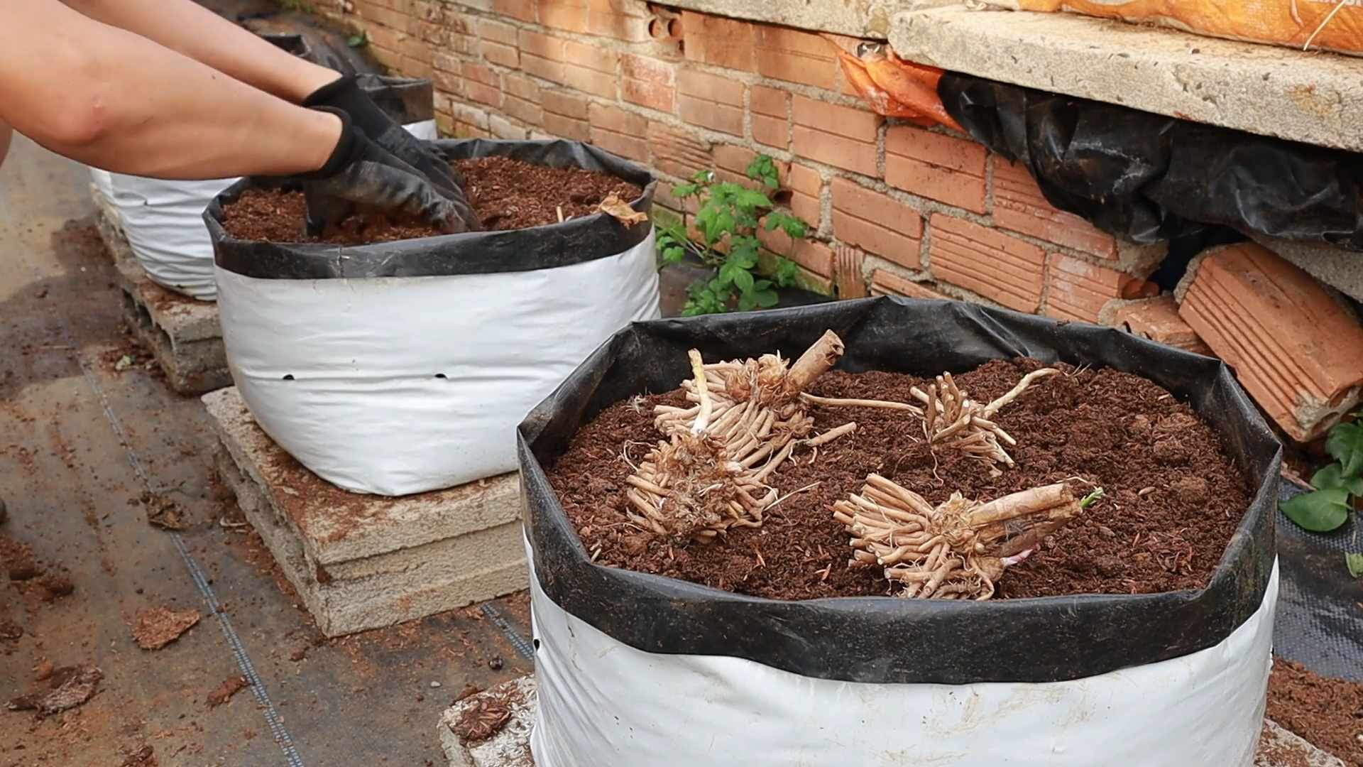 Raise asparagus plants