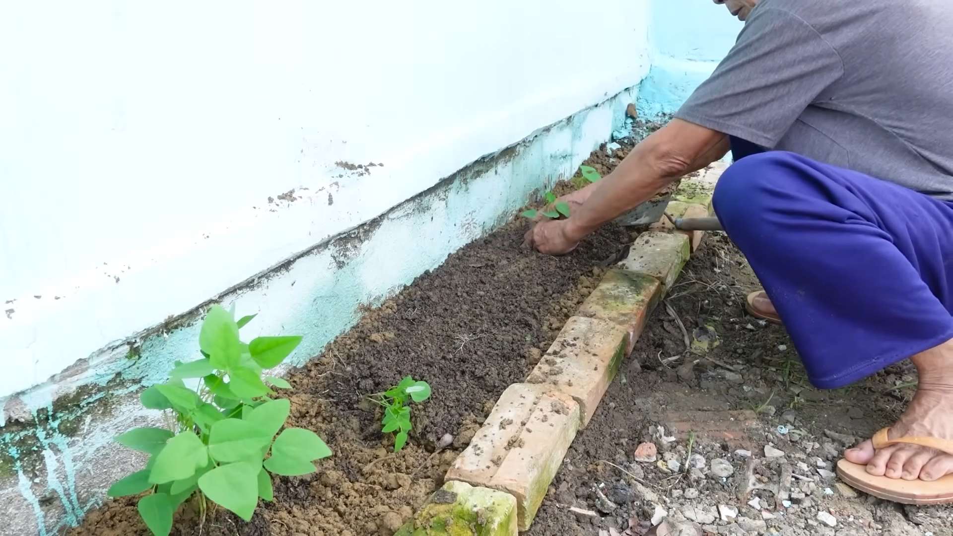 Grow Winged Beans
