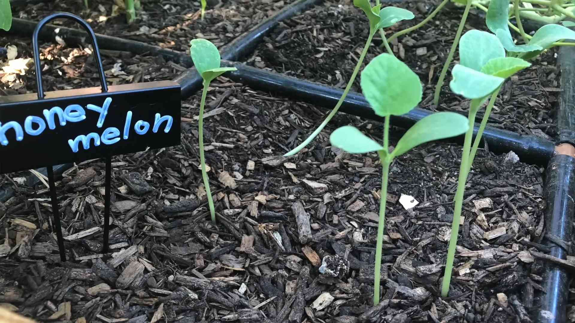Grow Delicious Cantaloupe Hacks