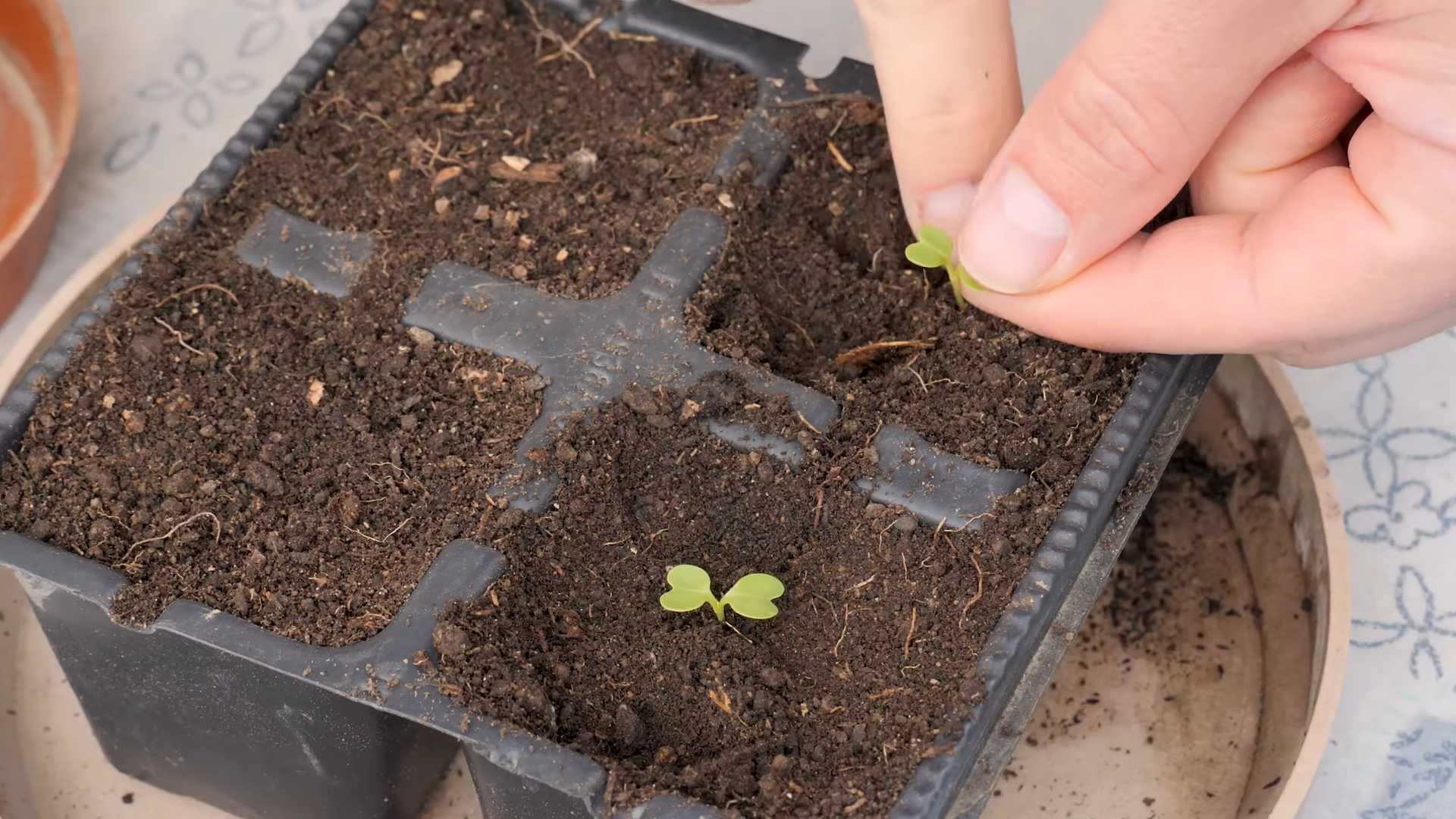 Harvest Bok Choy