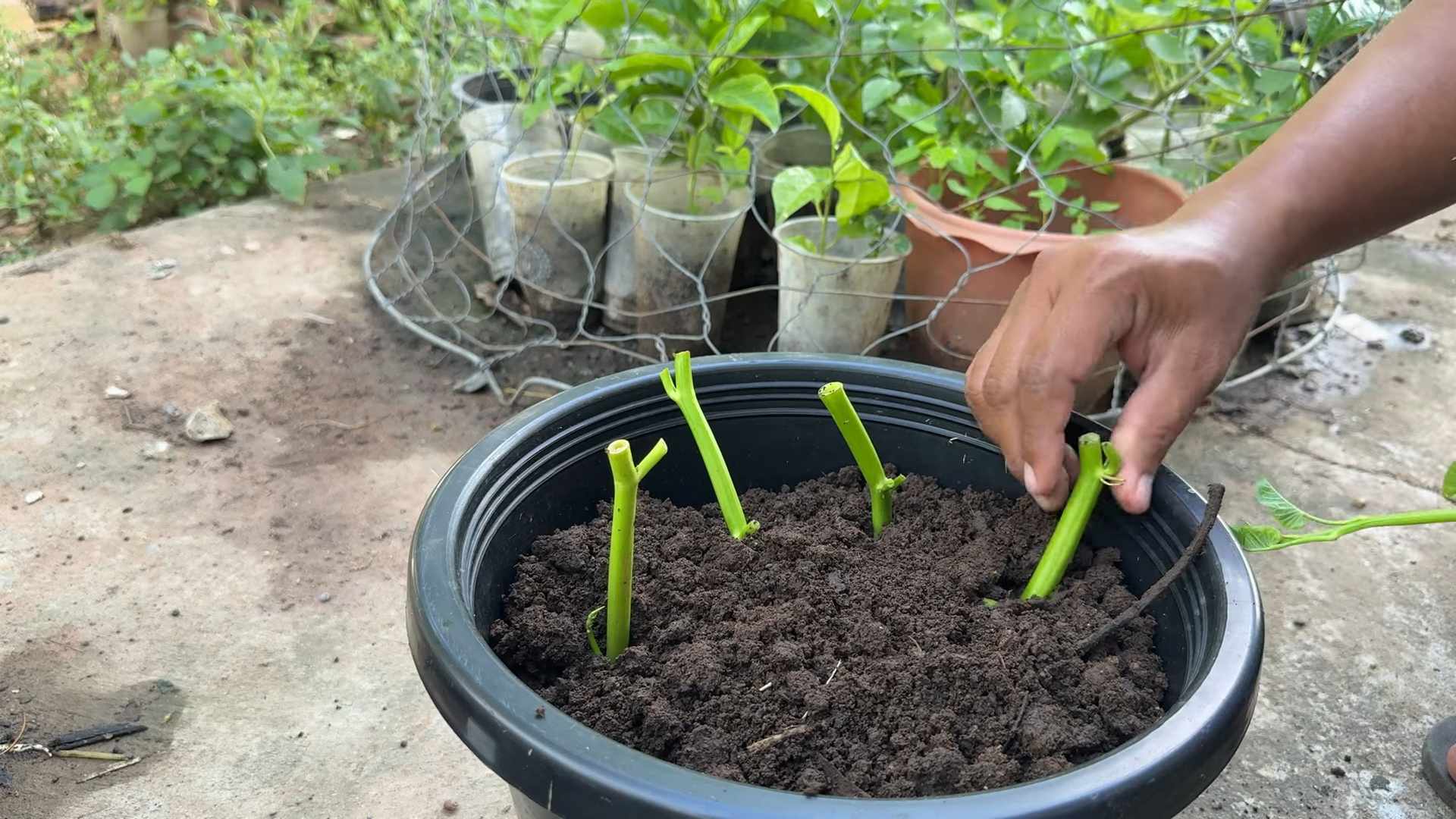 Water spinach container gardening