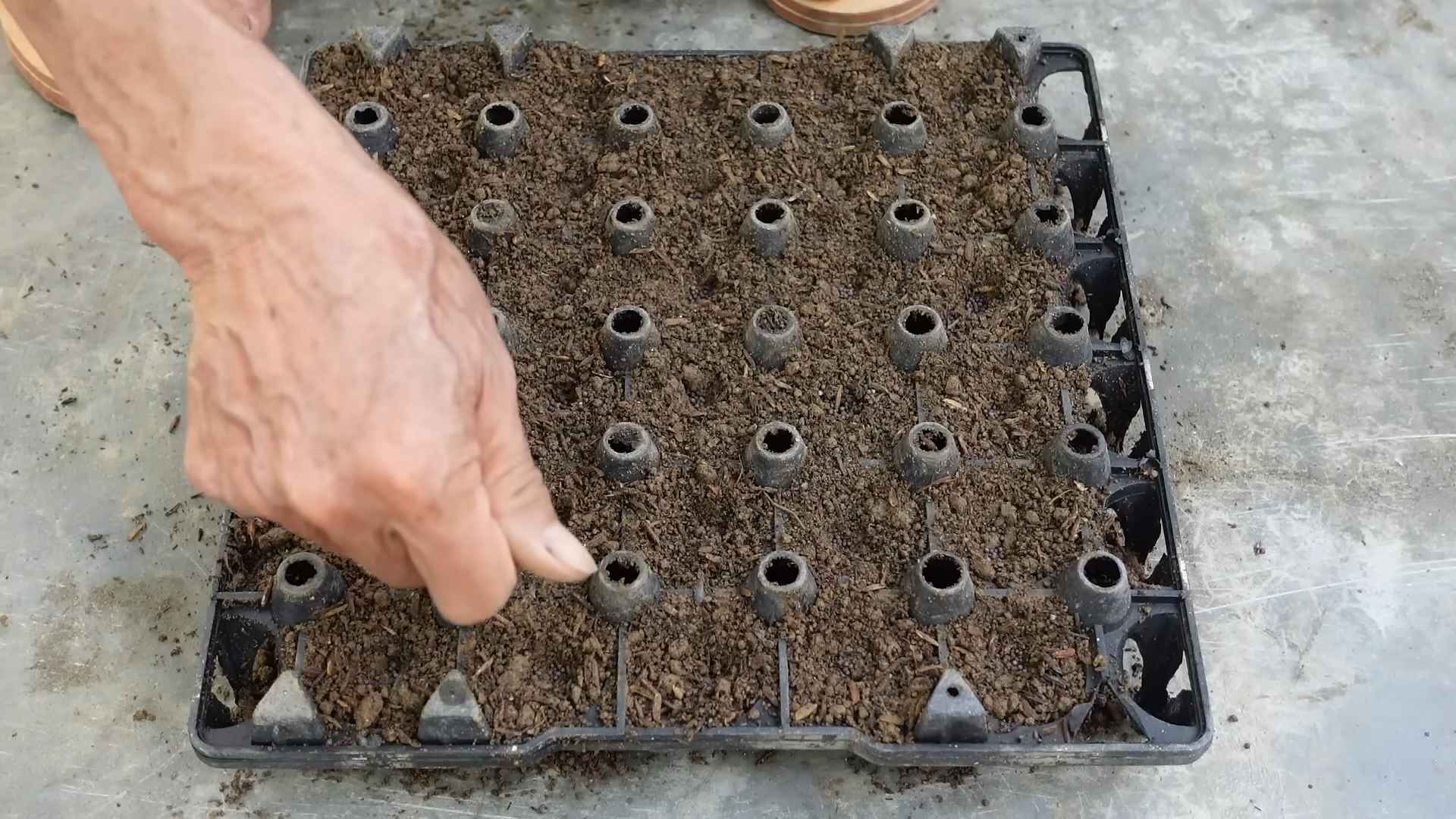 Growing peanuts at home