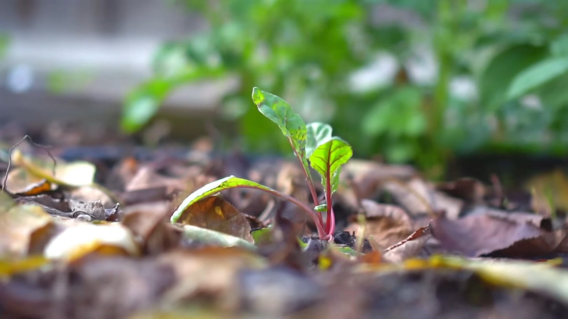 Growing Swiss Chard Beginners