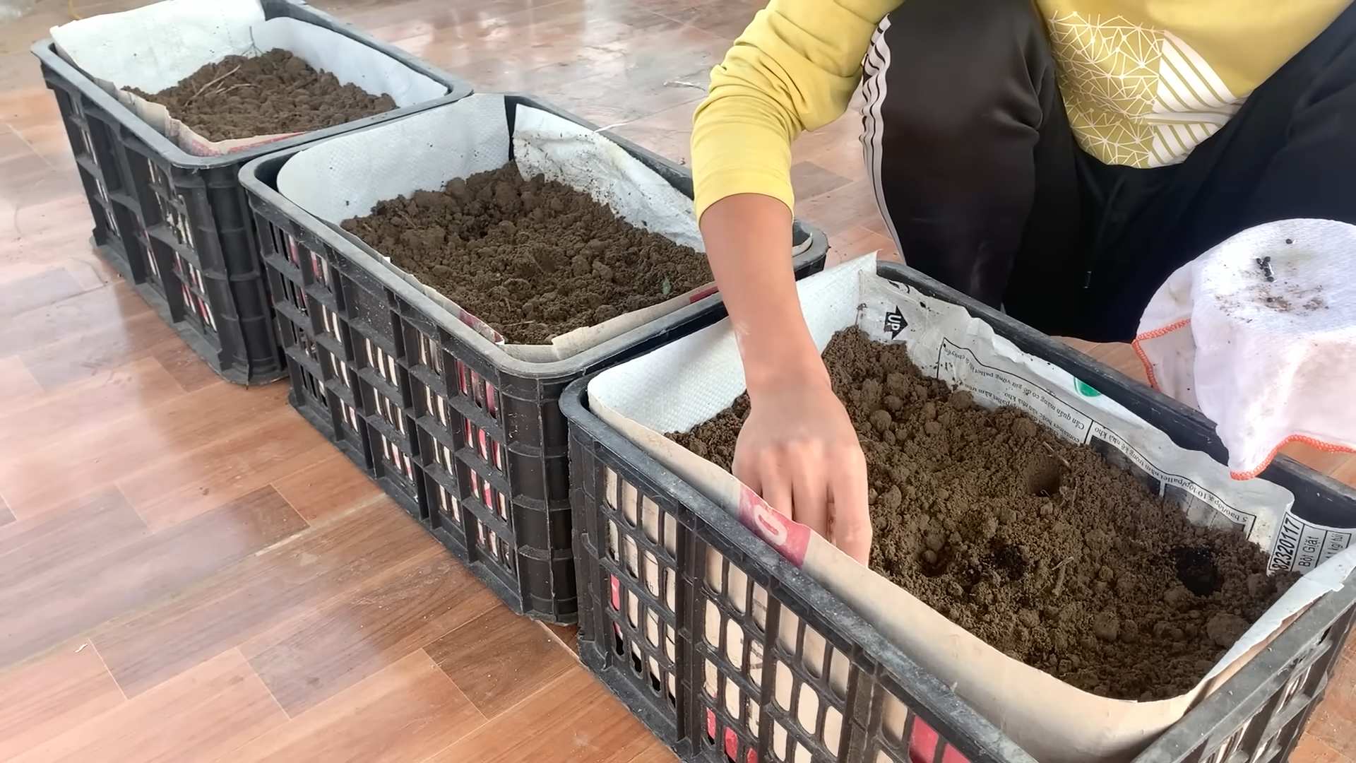 Harvesting Rooftop Asparagus