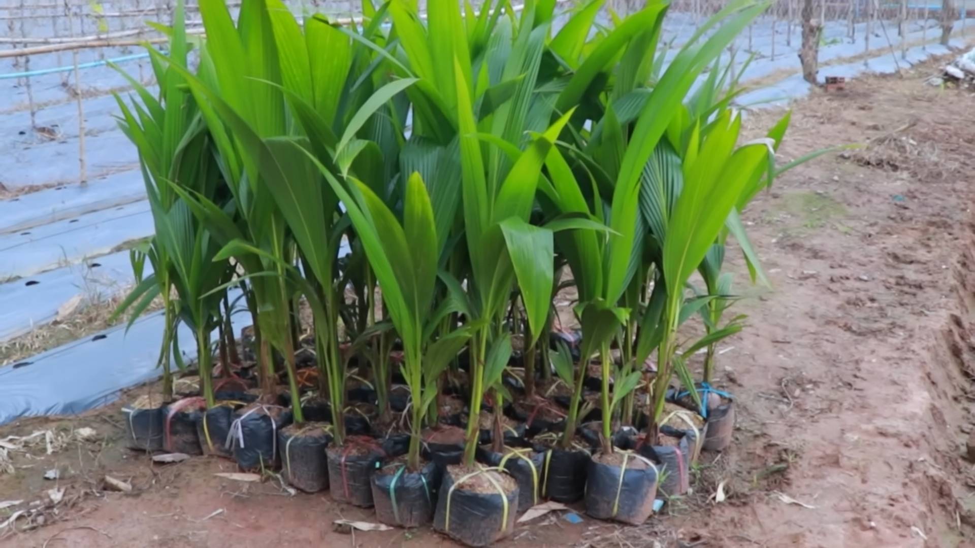 Growing Coconut Trees at Home