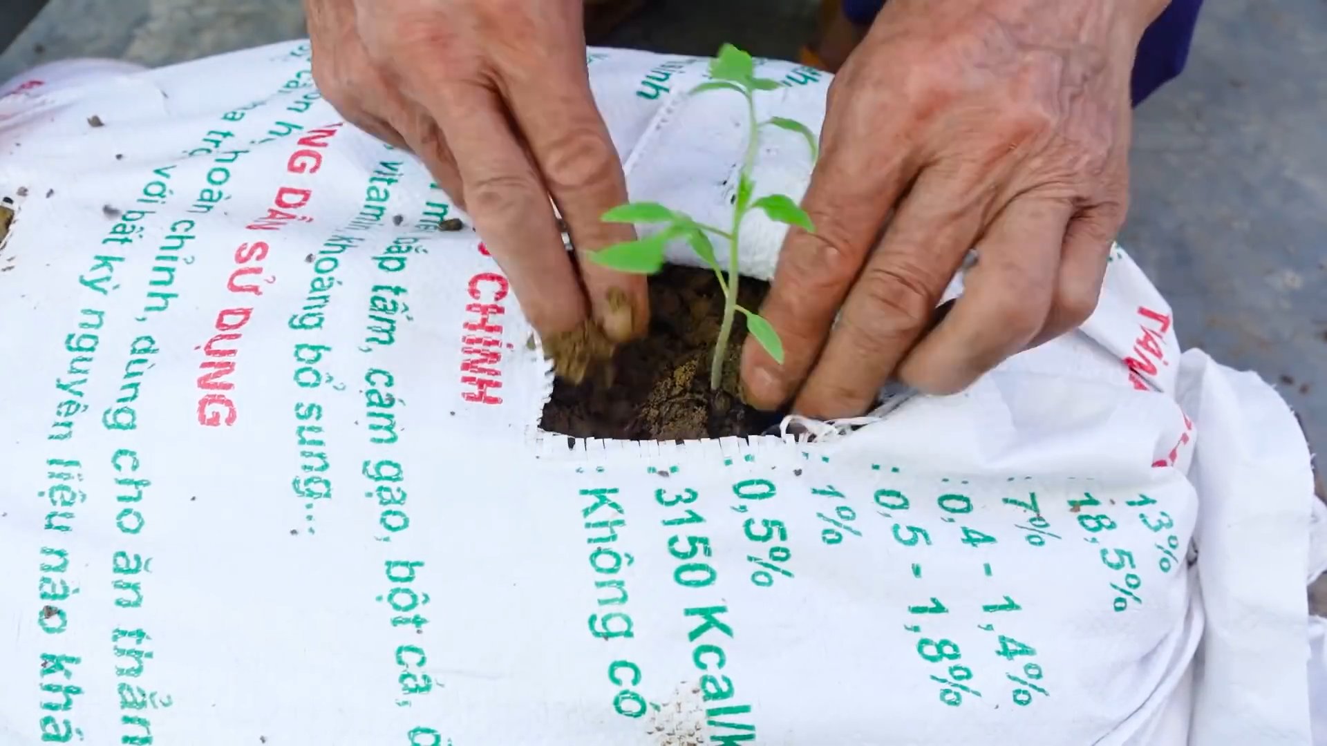 Grow tomatoes at home