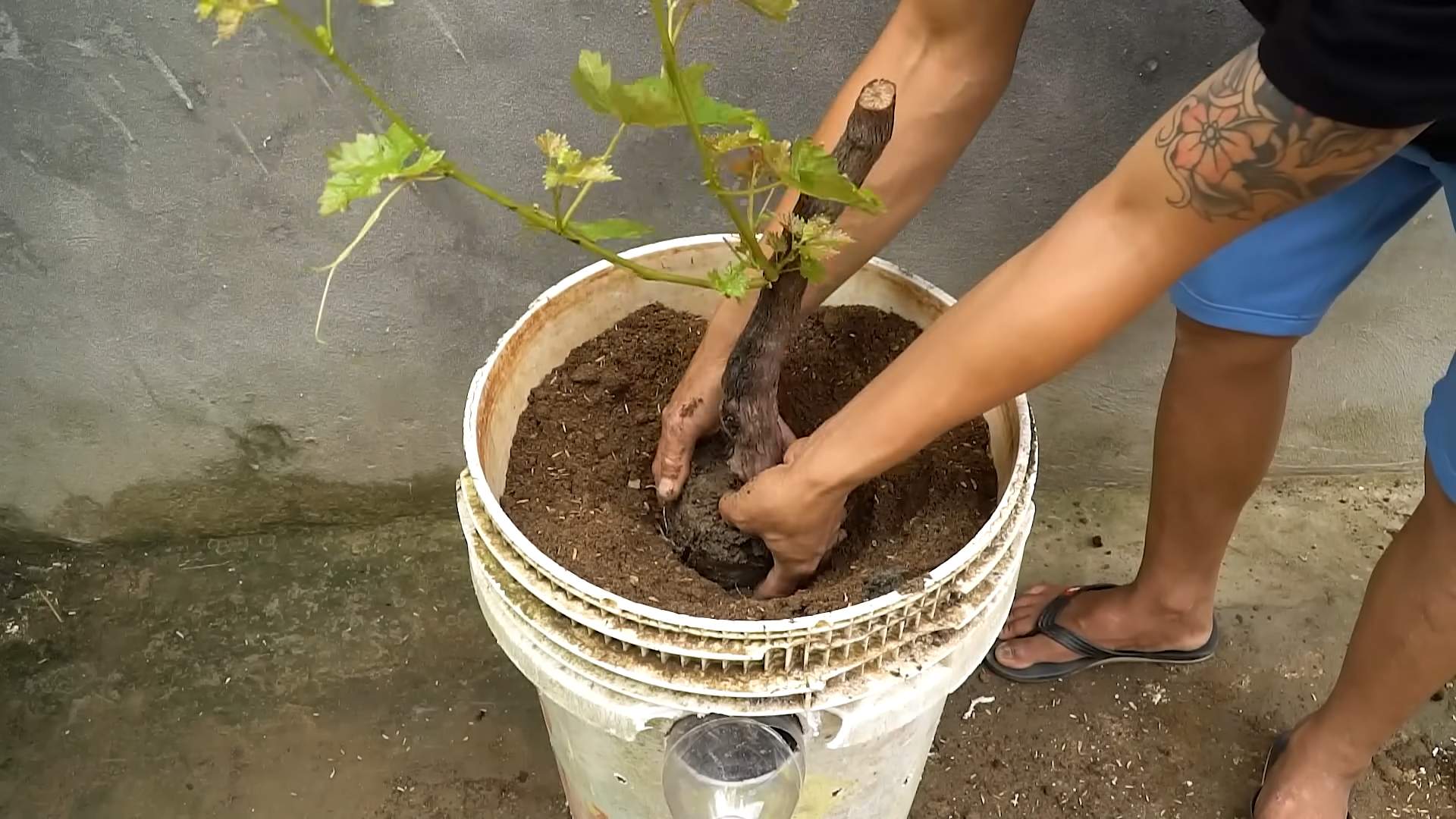 Growing grapes at home